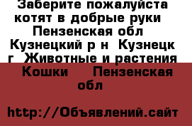 Заберите пожалуйста котят в добрые руки - Пензенская обл., Кузнецкий р-н, Кузнецк г. Животные и растения » Кошки   . Пензенская обл.